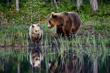 Bear mom with a cub at the swamp pond