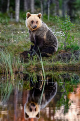 A blond Bear sitting and wonder at the swamp pond