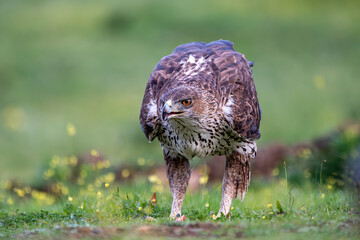 Beautiful close-up portrait of a Bonelli's eagle looking sideways on the grass with flowers with drops on them and the background out of focus in Sierra Morena, Andalusia, Spain, Europe