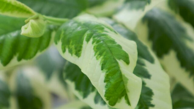 Psidium guajava L Variegata. Exotic variegated guava leaves