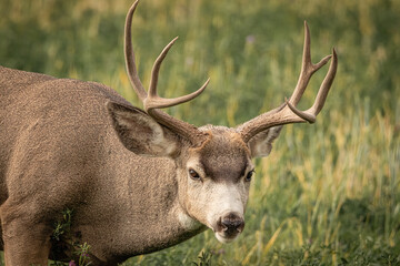 Mule deer buck closeup standing in a summer meadow in the wilderness of northwest Wyoming, USA