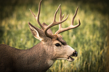 Mule Deer buck closeup in a meadow of Wyoming, USA during summer.