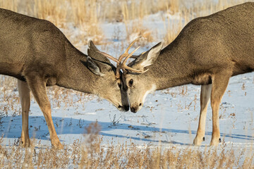 Two young mule deer bucks locking antlers in a snow-covered field in the Wyoming wilderness, USA. 