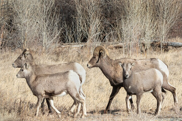 Bighorn sheep herd walking through the autumn meadow of Wyoming Yellowstone ecosystem landscape, USA.