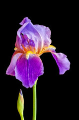 Purple Bearded Iris with Small Bud