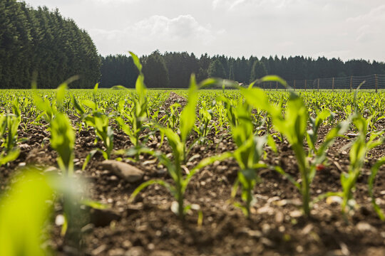 Young corn field with forest in the background. Strasslach, Germany