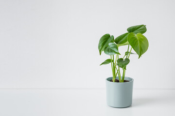 Young plant of Monstera deliciosa or Swiss Cheese Plant on a white table, home gardening and connecting with nature, copy space