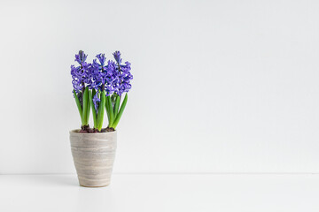 Blooming hyacinth in a flowerpot, springtime look and home gardening concept with copy space