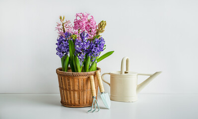 Blooming hyacinth in a flowerpot, a watering can and garden tools on the white table - home gardening as a hobby and connecting with nature concept