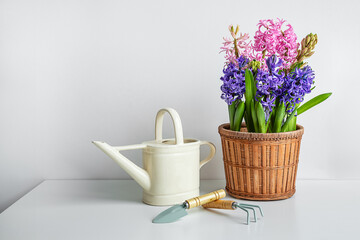Blooming hyacinth in a flowerpot, a watering can and garden tools on the white table - home...