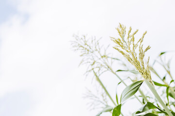 Brins de sorgho dans un champ avec un ciel blanc