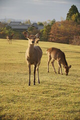 Deer in Japanese Park