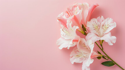 Lily flower on a soft pink background with copy space. Background for design.