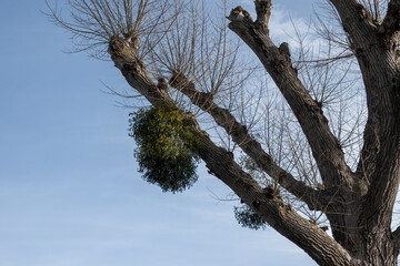 european mistletoe viscum album growing on a tree with blue sky and wispy clouds in the background