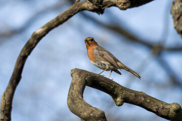 Robin red breast Erithacus rubecula perched on a  branch with blurred sky in the background