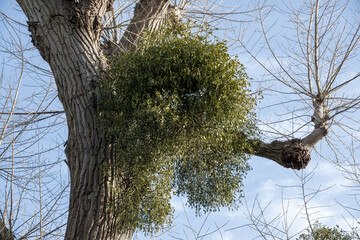 european mistletoe viscum album growing on a tree with blue sky and wispy clouds in the background