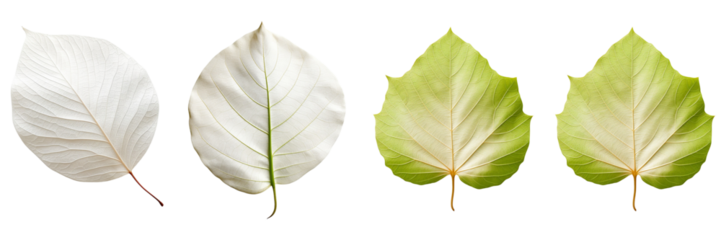 Set of a photo catalpa leaf on a Transparent Background