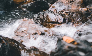 The beck of the forest