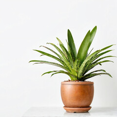 Illustration of potted bromeliad vriesea vogue plant white flower pot Vriesea isolated white background indoor plants
