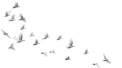 A group of doves flying in the sky, in png transparent - obrazy, fototapety, plakaty