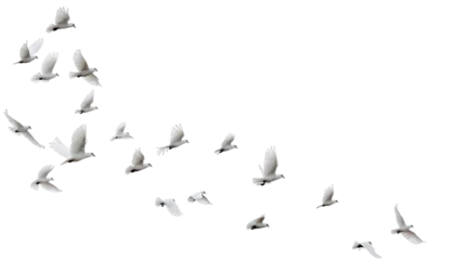 Zelfklevend Fotobehang A group of doves flying in the sky, in png transparent © john