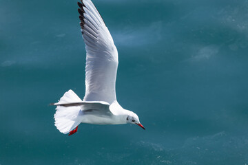 a seagull flying over the blue sky