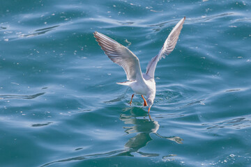 a seagull flying over the blue sky