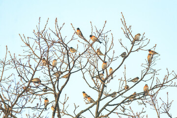 brambling in the winter forest