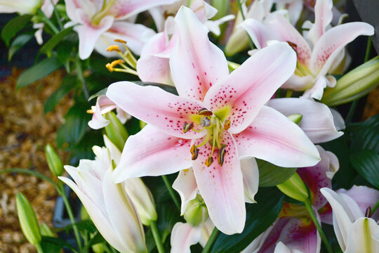Beautiful Summer Flower Garden-Close-Up Stargazer Lily