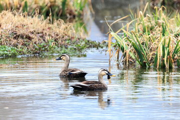 white-billed black duck Swimming at reservoir