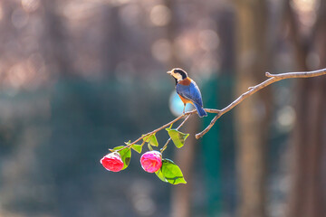 a white-eye bird sitting on a branch