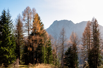 Hiking trail along golden alpine meadows and forest in autumn. Scenic view of majestic mountains of Carnic Alps in Sauris di Sopra, Friuli Venezia Giulia, Italy. Tranquil atmosphere in Italian Alps