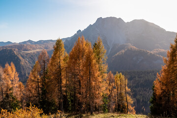 Hiking trail along golden alpine meadows and forest in autumn. Scenic view of majestic mountains of Carnic Alps in Sauris di Sopra, Friuli Venezia Giulia, Italy. Tranquil atmosphere in Italian Alps