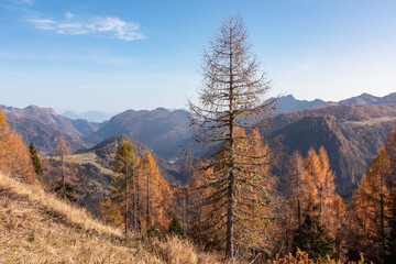 Hiking trail along golden alpine meadows and forest in autumn. Scenic view of majestic mountains of Carnic Alps in Sauris di Sopra, Friuli Venezia Giulia, Italy. Tranquil atmosphere in Italian Alps