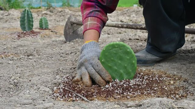 Farmer planting an Opuntia Ficus Indica cactus in the ground. 