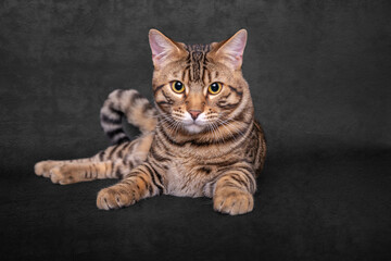 Five month old Bengal Tabby Cross breed kitten on a black background
