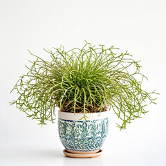 Illustration of potted mistletoe cactus plant white flower pot Rhipsalis isolated white background indoor plants
