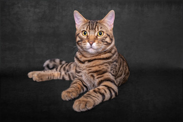 Five month old Bengal Tabby Cross breed kitten on a black background