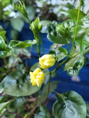 Hibiscus is a genus of flowering plants in the mallow family, Malvaceae.