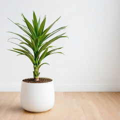 Illustration of potted modern bamboo plant white flower pot Dracaena fragrans isolated white background indoor plants
