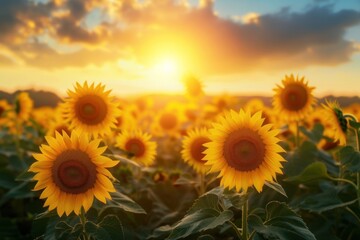 Obraz premium Sunflowers in a Field, A Sunny Day at the Farm, Blooming Yellow Flowers, Golden Sunflower Field.