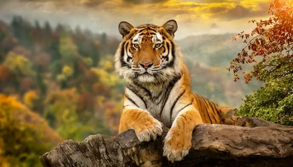Zelfklevend Fotobehang A tiger in nature, beautiful cat like animal, wildlife © dmnkandsk