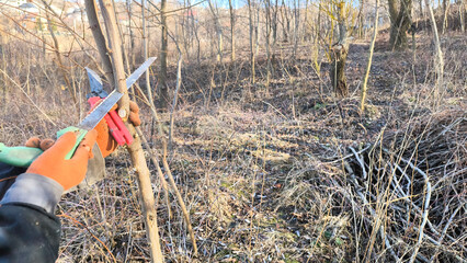 Spring pruning of trees in the garden with a pruner. Gardening concept
