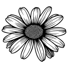 Vector illustration of daisy flower