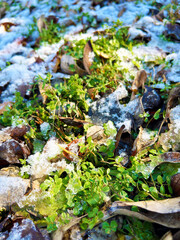 緑の葉と落ち葉と霜