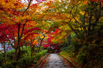 Fototapeta na wymiar Autumn foliage in Kyoto.