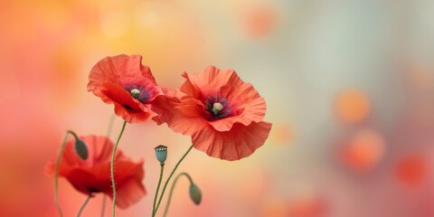 Symbolic Red Poppy Flowers Against A Soft Pastel Backdrop For Remembrance. Сoncept Indoor Studio Portraits, Natural Lighting, Vintage Props, Candid Moments