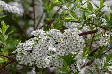 Spiraea cinerea white flowering plant branches, Gray Grefsheim beautiful ornamental springtime flowers in bloom