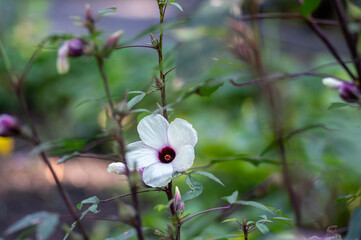 Hibiscus sabdariffa beautiful white and dark purple petal flowers in bloom, tropical rose of sharon...