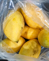 Ripe mangoes - 729511500